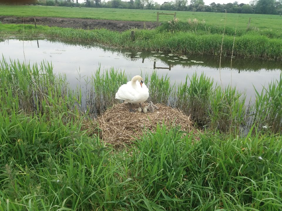 Swan nest